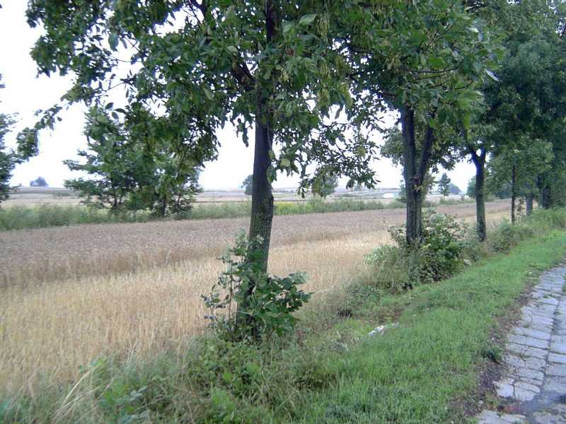 Polish countryside